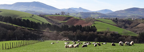 Bio Maite - Association Producteur Consommateur Arcangues